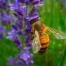 Jad pszczoły miodnej zabija komórki rakowe